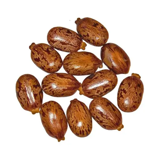  Castor Bean (Tukhm-e-Arandi)